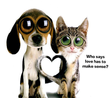 cat-dog-love.jpg